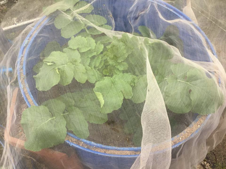 How To Grow A Giant Radish