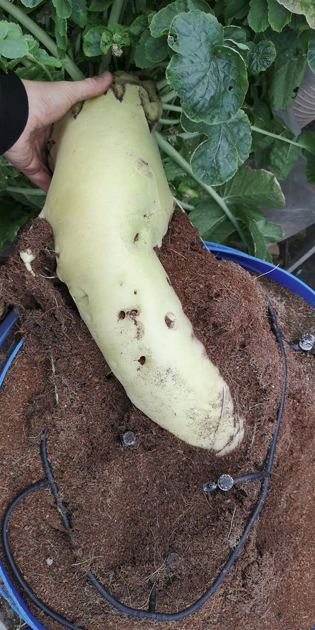 How To Grow A Giant Radish